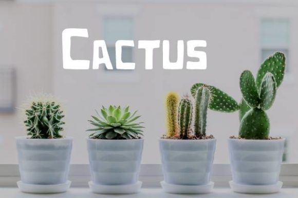 Cactus Font: Modern Display Type